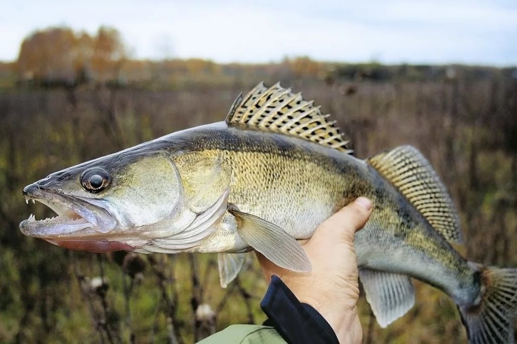 В Беларуси стартовал запрет на вылов судака